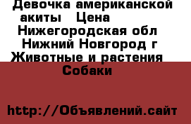 Девочка американской акиты › Цена ­ 70 000 - Нижегородская обл., Нижний Новгород г. Животные и растения » Собаки   